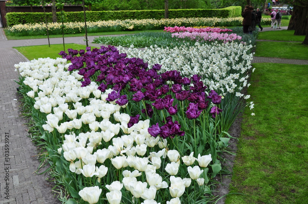 Obraz premium Tulipany