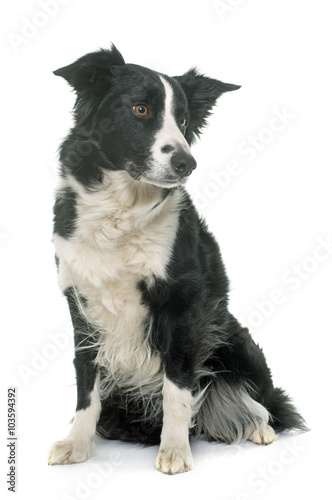 black and white border collie