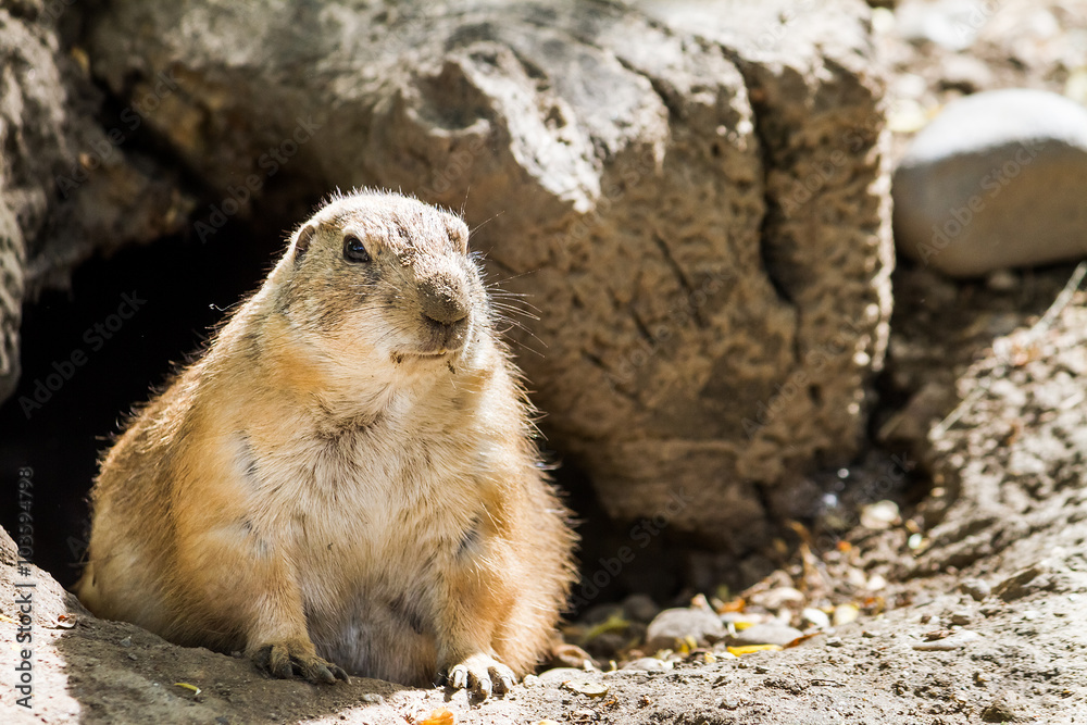 watching groundhog watching groundhog