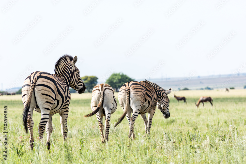 Naklejka premium Zebras walking in grasslands in South Africa