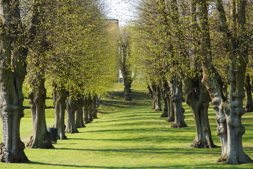 Photography Alley of trees in Frederiksberg Park, Copenhagen