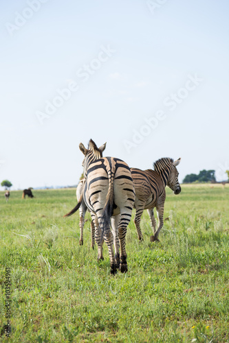 Fototapeta Naklejka Na Ścianę i Meble -  Zebras walking in grasslands in South Africa