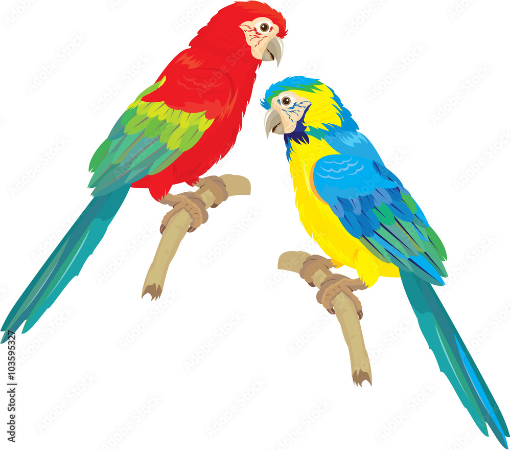 Blue Yellow and Red Blue Macaw parrots isolated on white backgro