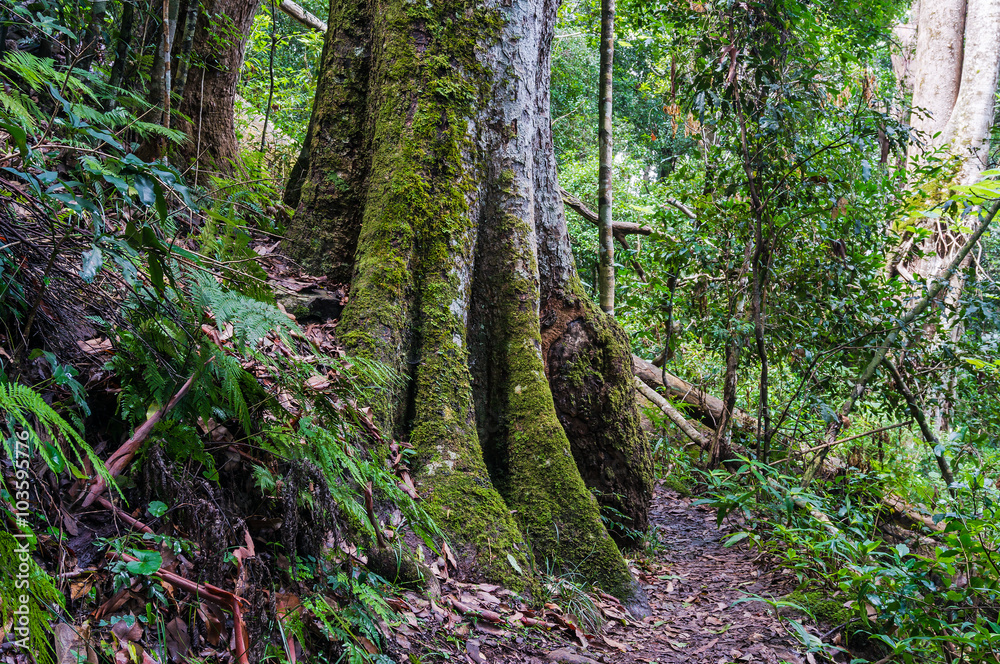 Rainforest path. Hiking in tropical rain forest