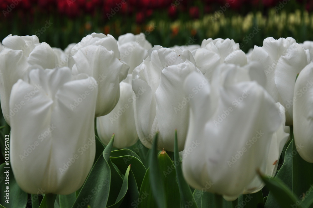 Naklejka premium Tulipany