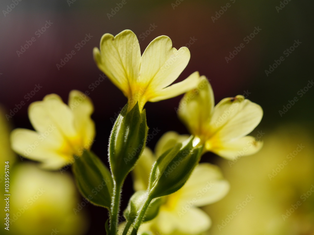 yellow flowers nature 