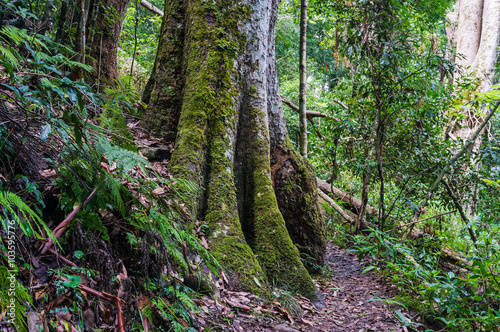 Rainforest path. Hiking in tropical rain forest © Olga K