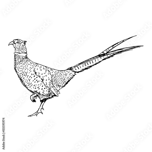 illustration vector doodle hand drawn of sketch common Pheasant isolated on white