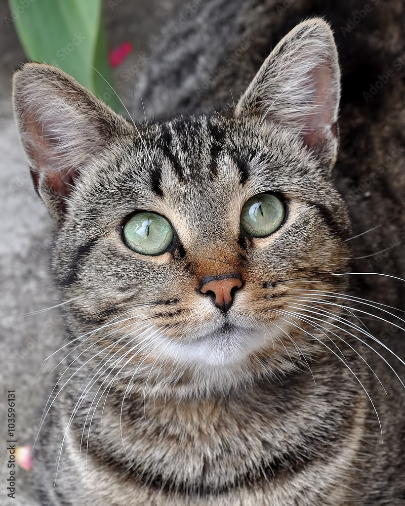 tabby cat potrait with green eyes tabby cat potrait with green eyes