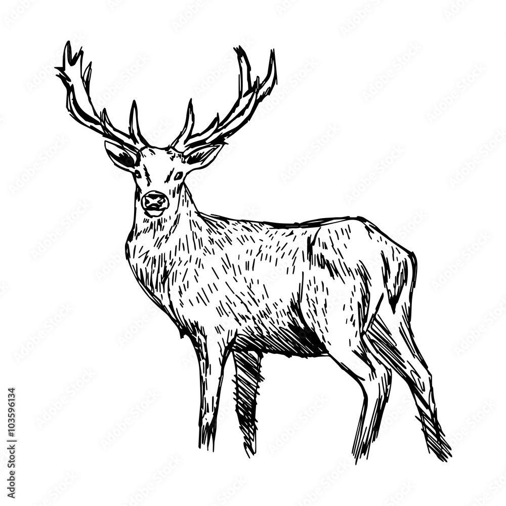 Fototapeta premium illustration vector doodle hand drawn of sketch reindeer isolated
