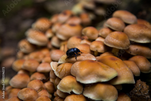 Beetle on Mushrooms