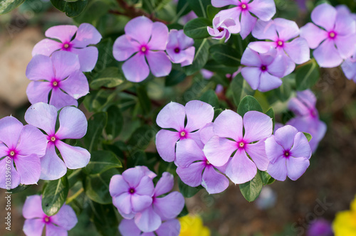 Vinca flower.