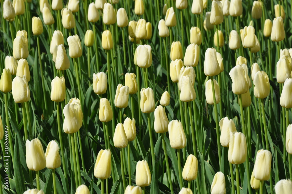 Naklejka premium Tulipany