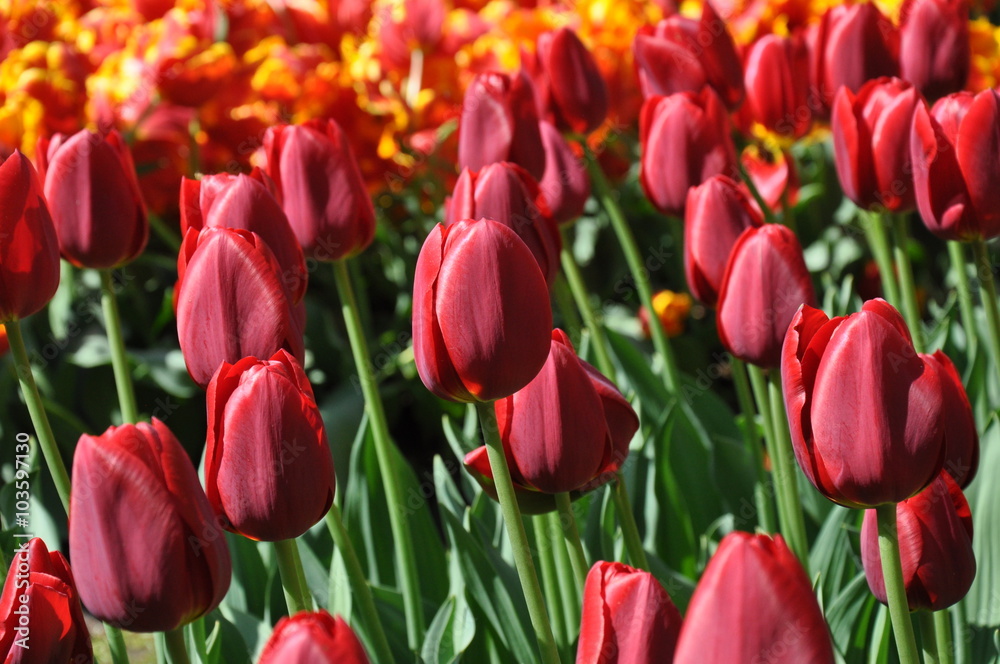 Naklejka premium Tulipany