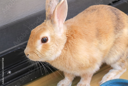 Rabbit / うさぎ　ミニウサギ