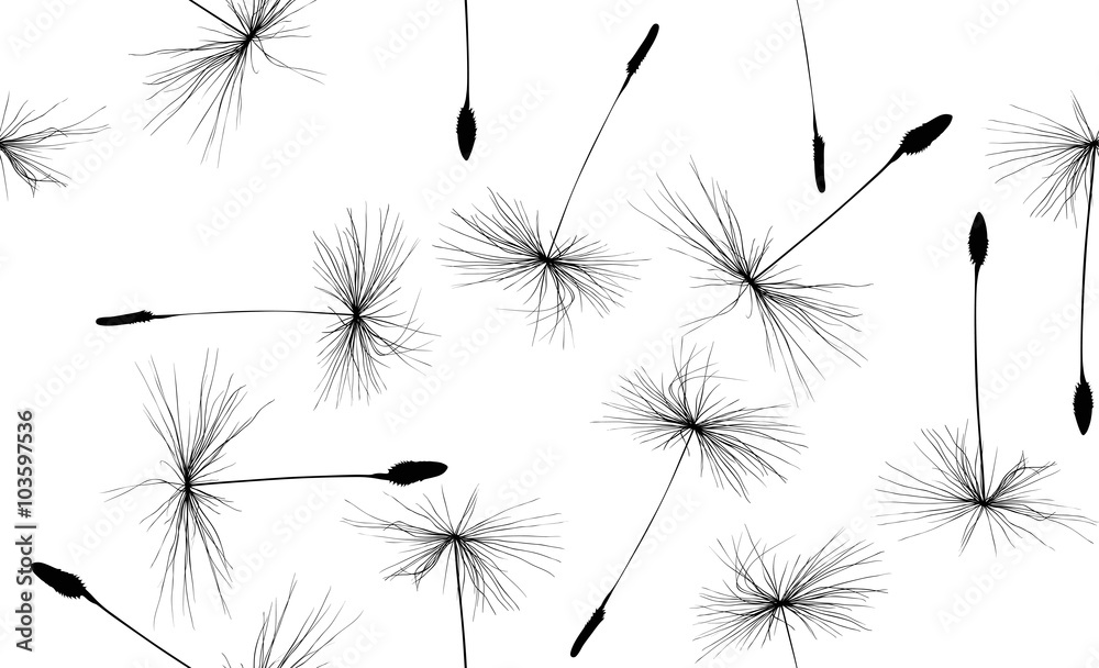 black dandelion large seeds seamless background black dandelion large seeds seamless background