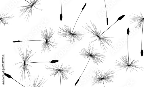 black dandelion large seeds seamless background