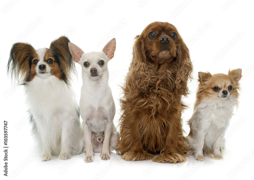 group of dogs group of dogs