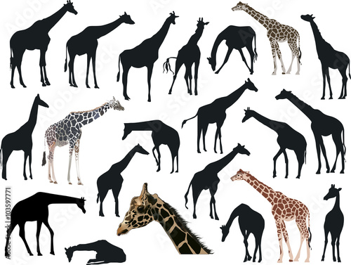 twenty one giraffes collection isolated on white