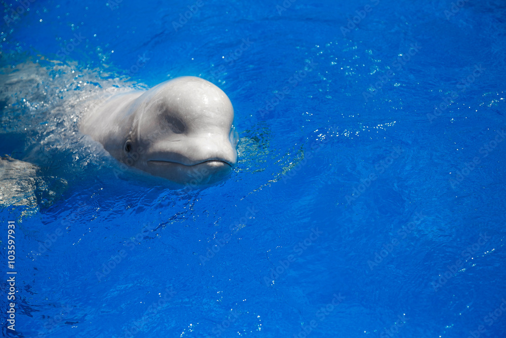 Obraz premium beluga whale (white whale) in water