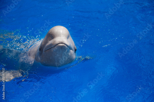 Fototapet beluga whale (white whale) in water