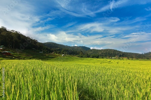  rice terrace at chiangmai , thailand