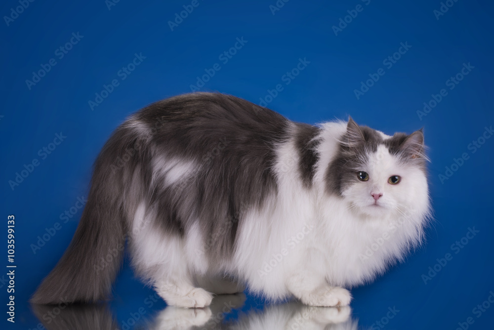 white fluffy cat on a blue background isolated