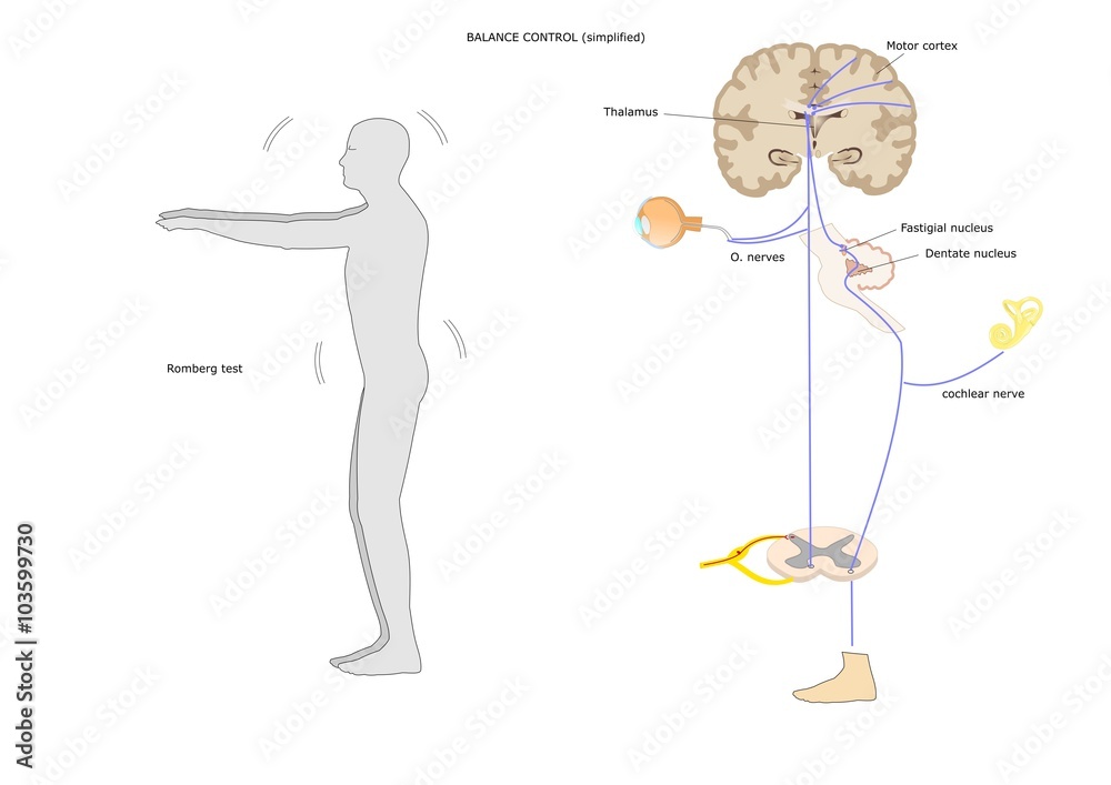 neurological test for balance, the main mechanism and anatomical