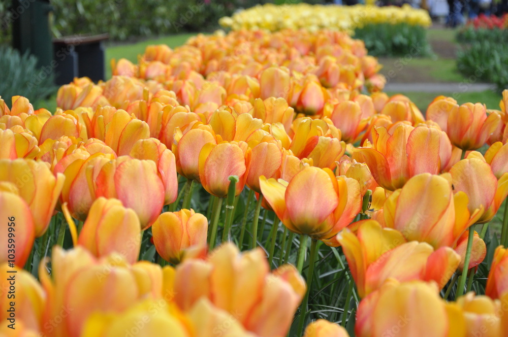 Tulipan