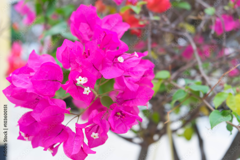 purple bougainvillea flower in garden, selective focus