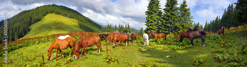 Carpathian mustangs in Gorgany