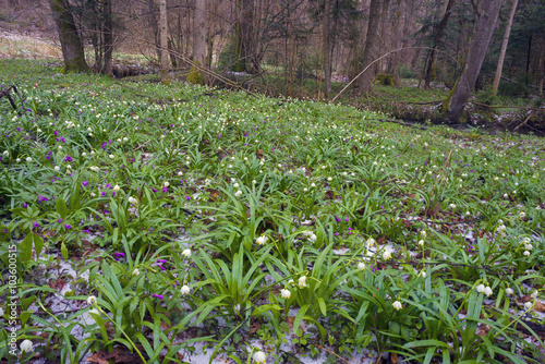 Winter flowers of spring