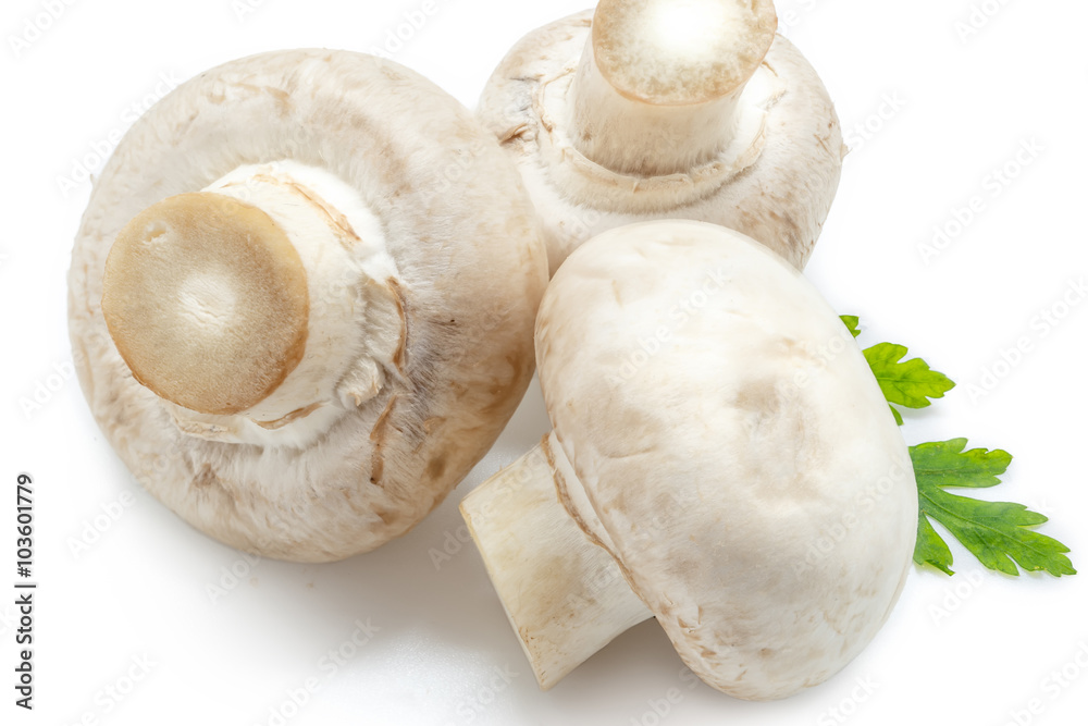 White mushrooms on white background White mushrooms on white background