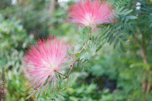 Calliandra haematocephala Hassk or Pink Red Powderpuff with green leaves photo