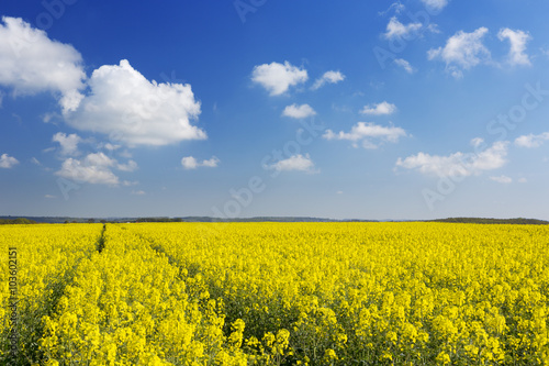 Path through blooming canola under a blue sky with clouds