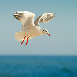 seagull in flight against the blue sky