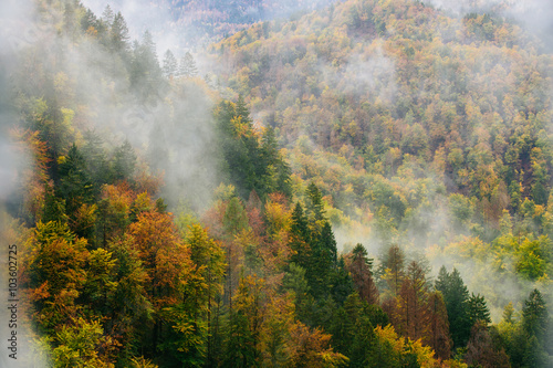 Amazing view of Slovenian forests near Bled, Slovenia.