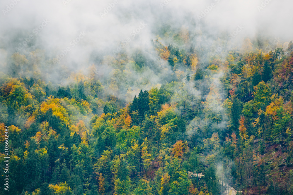 Fototapeta premium Amazing view of Slovenian forests near Bled, Slovenia.