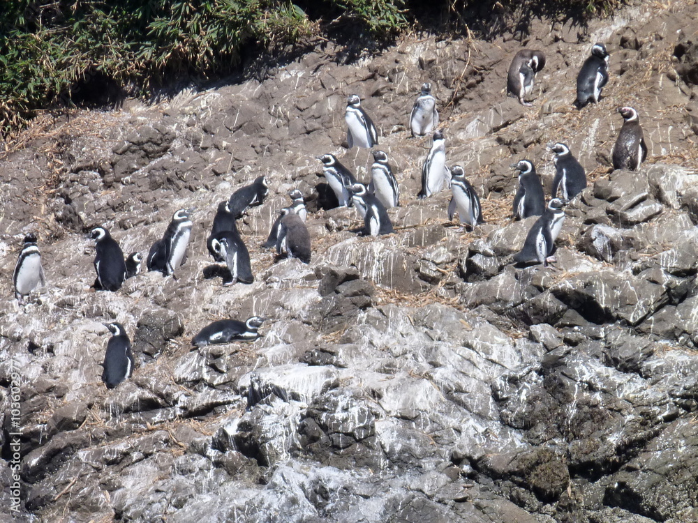Obraz premium pinguins in reservation punihuil on chiloe island in chile