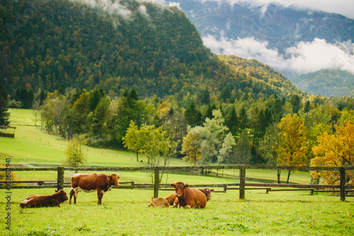 Cows grazing. Beautiful green grass meadow with wooden fence in the Alps. Colorful scenic background.