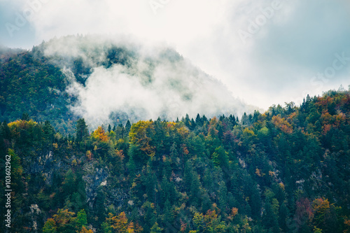 Amazing view of Slovenian forests near Bled, Slovenia.
