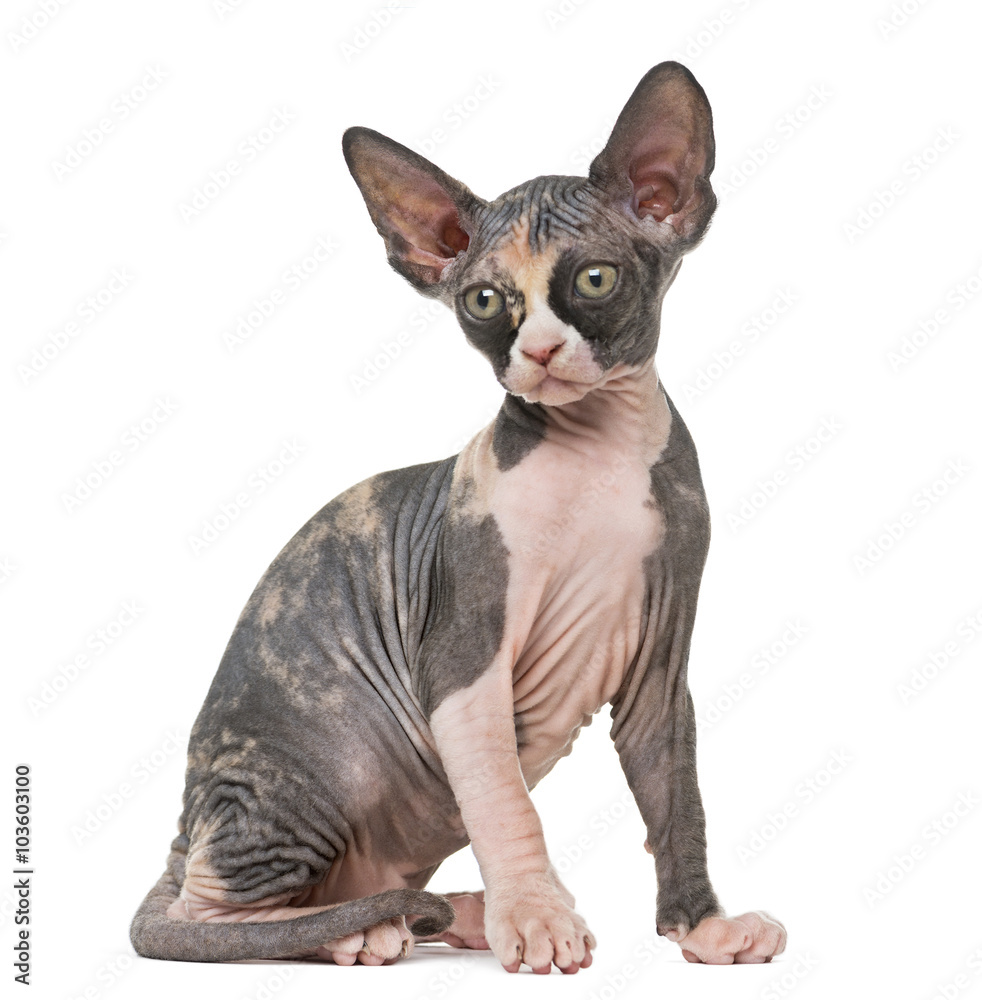 Sphynx kitten sitting, isolated on white Sphynx kitten sitting, isolated on white