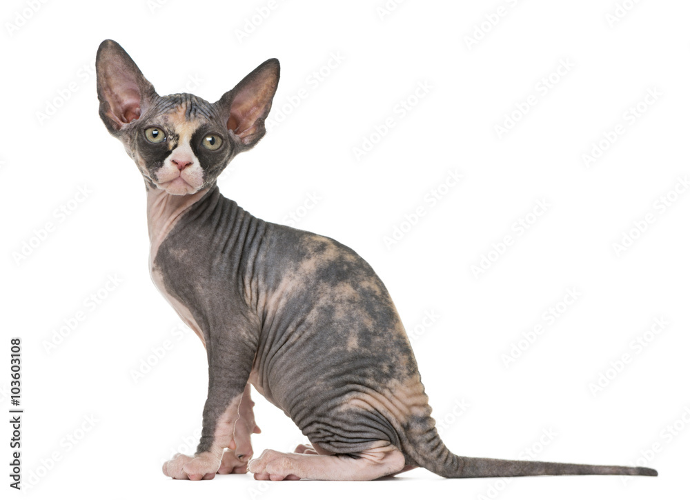 Sphynx kitten sitting, isolated on white Sphynx kitten sitting, isolated on white