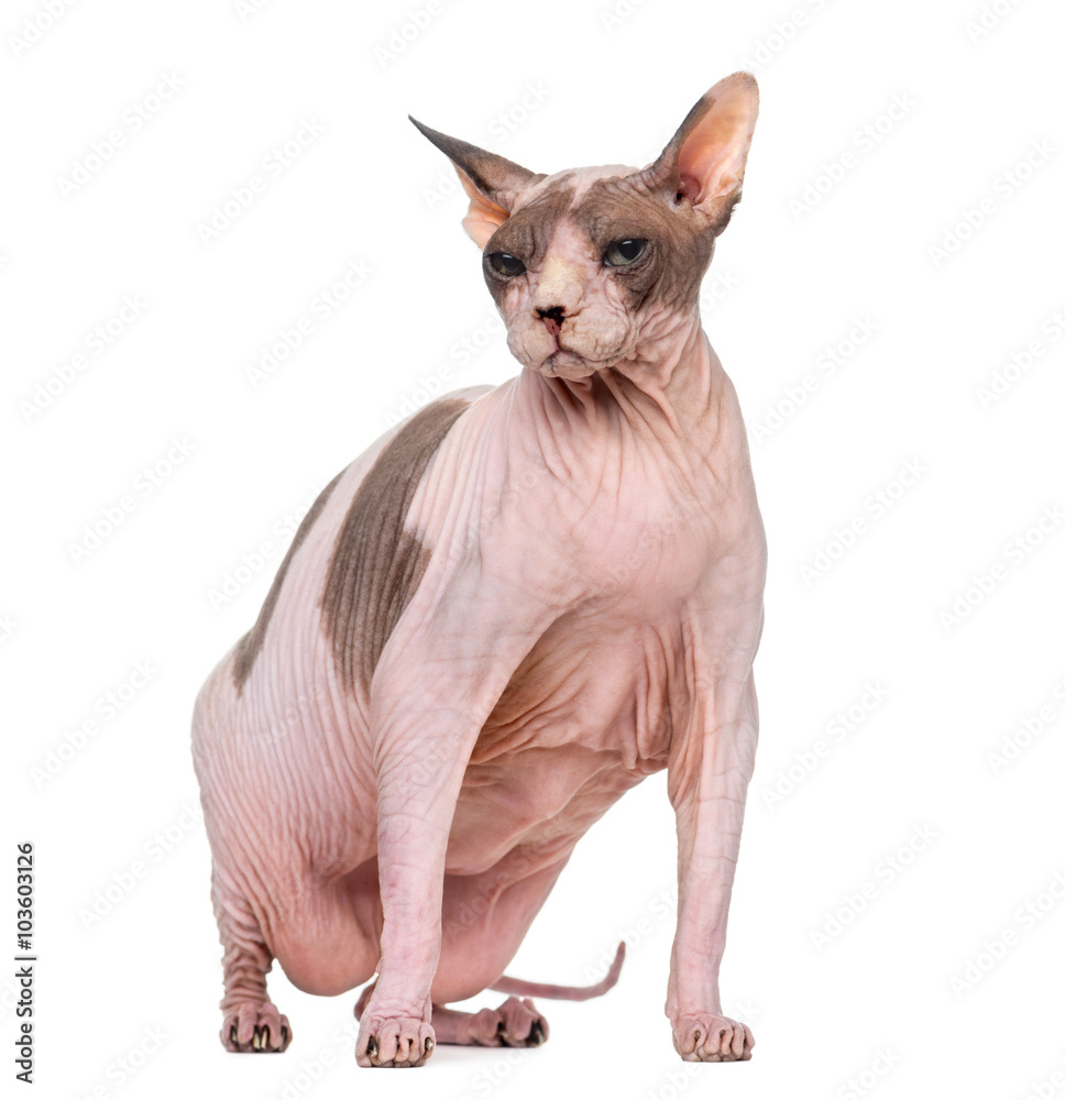 Fat and pregnant Sphynx sitting, isolated on white