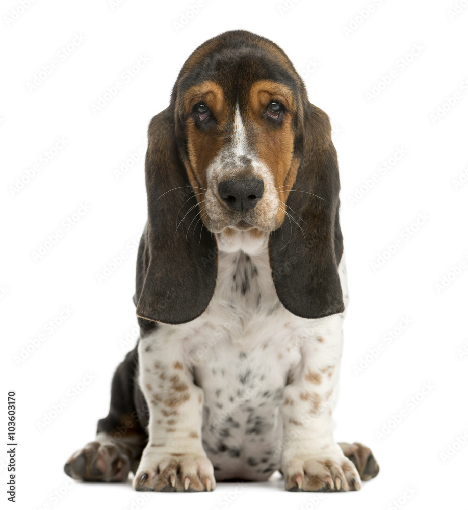 Basset Hound sitting in front of a white background Basset Hound sitting in front of a white background