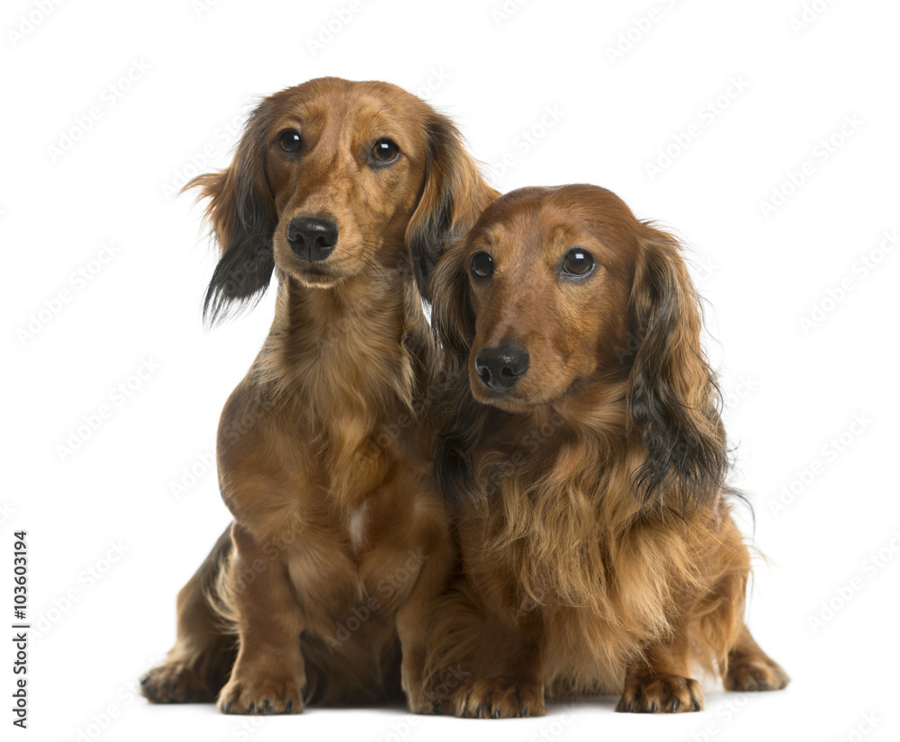 Dachshunds in front of a white background