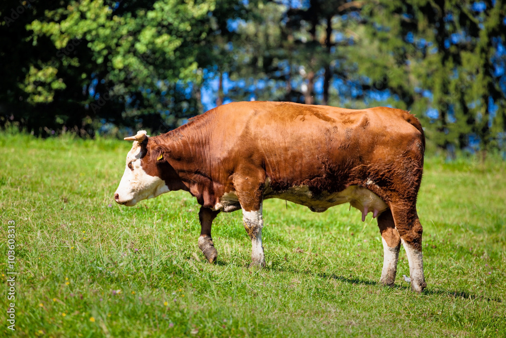 Milchkühe auf der Sommerweide