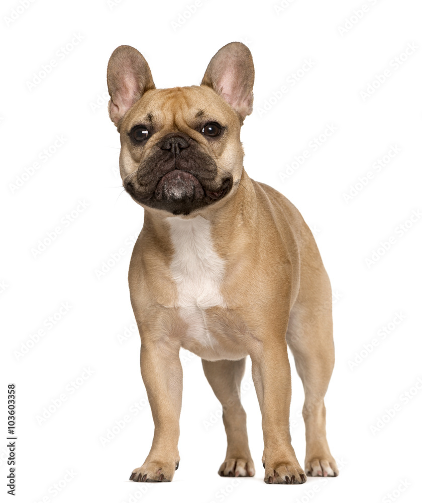 French Bulldog looking at the camera, isolated on white