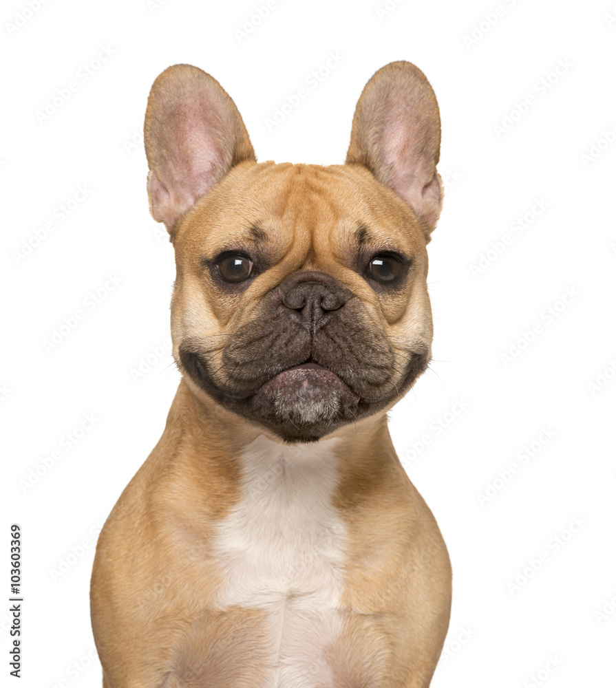 Close up of a French Bulldog, isolated on white