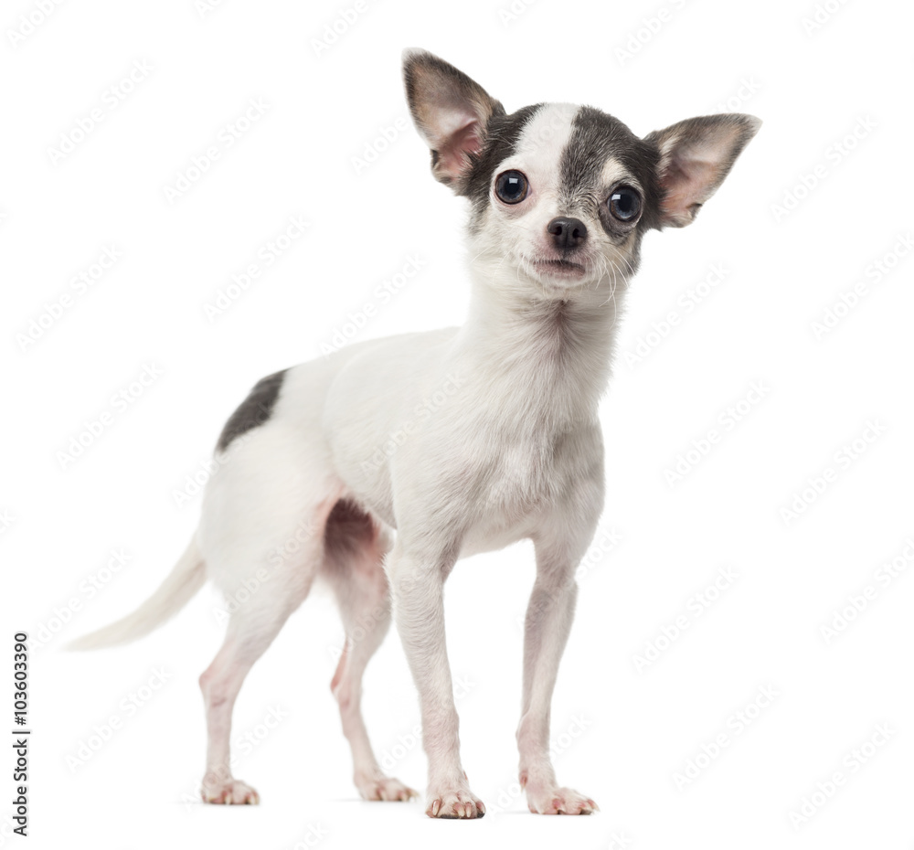 Chihuahua looking at the camera, isolated on white Chihuahua looking at the camera, isolated on white